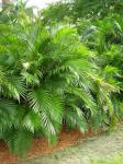 Хамедорея (бамбуковая пальма)
