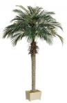 Канарская финиковая пальма