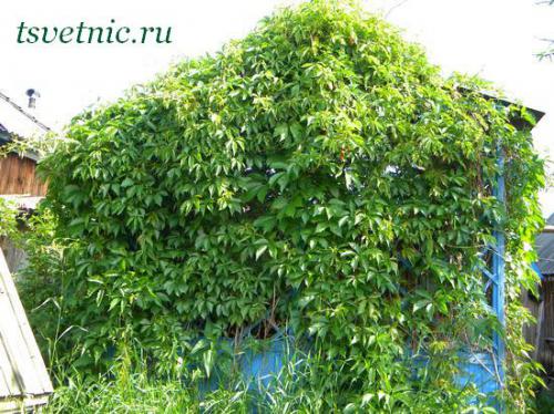 Parthenocissus quinquefolia