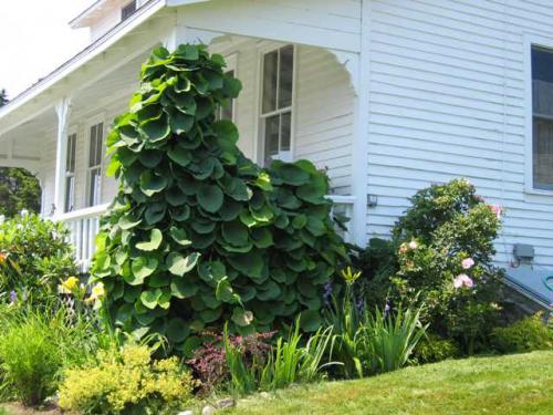 Aristolochia macrophylla