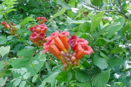 Campsis radicans