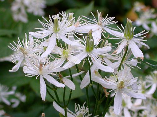 Clematis dioscoreifolia