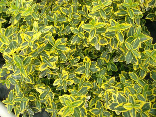 Euonymus fortinei