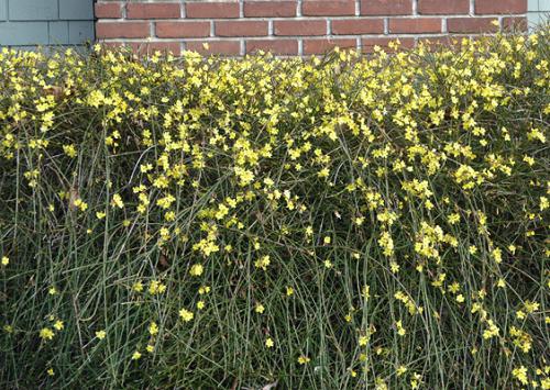 Jasminum nudiflorum