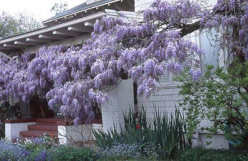 Wisteria sinensis