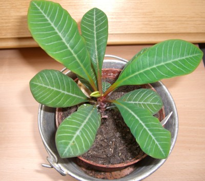 Euphorbia Leuconeura