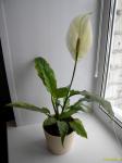 цветок спатифилума