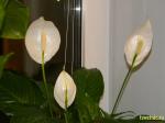 Три цветка спатифилума